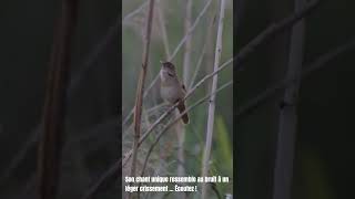 Locustelle lucinoïde loiseau discret des marais  🦜 [upl. by Birecree]