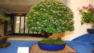 III Exposición de Bonsai y Suiseki de Hondarribia [upl. by Howlan]