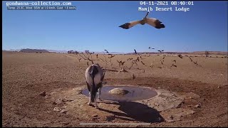 NamibiaCam goshawk hunting sandgrouse 4 November 2021 [upl. by Namyh]