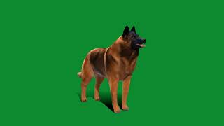 Belgian Shepherd Tervuren Dog [upl. by Ojahtnamas298]