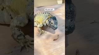 MY LIZARD IS BROKEN pets reptiles iguana [upl. by Gnilyarg630]