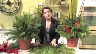 Making a Live Holiday Planter [upl. by Adlaremse868]