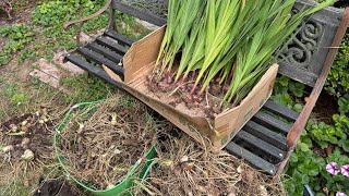 Digging up Bulbs Corms and Rhizomes [upl. by Fulbright]