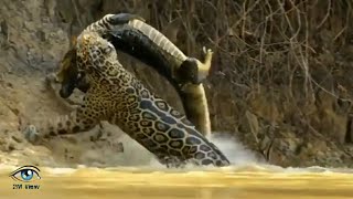 Crocodile VS Leopard Real Fight  Wildlife in English  animalswar1 ​ [upl. by Annais129]