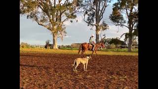 Polocrosse Australia x Queensland OffTheTrack [upl. by Emyle]