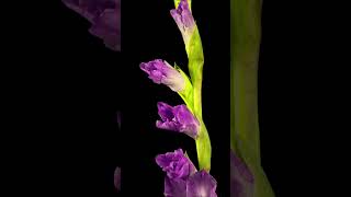 Opening Purple Gladiolus Flower  Time Lapse [upl. by Ahseenal]