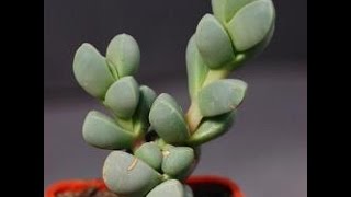 How to Propagate the Delosperma Lehmannii [upl. by Nybbor]