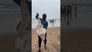 Guitar 🎸 fish eppudaina choosara  beachboynaidu seafood guitarfish youtubeshorts viral beach [upl. by Madalena]