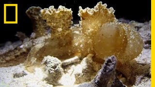 Nudibranch Snacks Along The Ocean Floor  National Geographic [upl. by Yerggoeg]