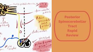 The Posterior Spinocerebellar Tract Rapid Review [upl. by Wolfie]