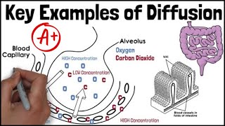 DIFFUSION Exam Examples  Biology GCSE and iGCSE Revision [upl. by Anitsuga954]