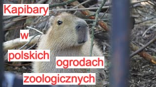 Kapibary w polskich ogrodach zoologicznych [upl. by Matta881]