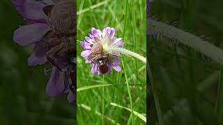 Lépeire masquée nature videos [upl. by Eniawd158]