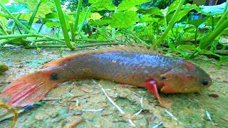 Very Aggressive Fish  The Growing Pains of keeping a Wolf Cichlid quotParachromis doviiquot [upl. by Eciram592]