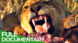 Pride in Battle  The Epic Story of Two Lion Brothers  Free Documentary Nature [upl. by Burnett]