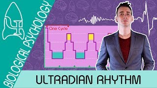 The Stages of Sleep Ultradian rhythm  Biological Psychology AQA ALevel [upl. by Kcirddahc131]