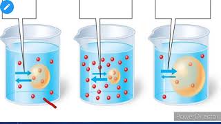 Hypertonic hypotonic isotonic solutions 9th CBSE [upl. by Anaiq]