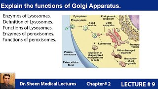 Explain the functions of Golgi Apparatus CH 2 LEC 9 [upl. by Irwin]