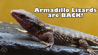 Round 2 of Our New Animals Has Arrived  Armadillo Lizards are Back 😃 [upl. by Eitsym864]