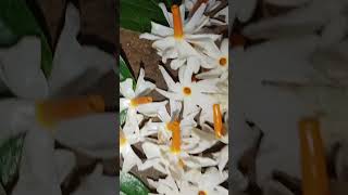 💐Night blooming jasmine flowers💐শিউলি ফুল💐 [upl. by Ayatan]