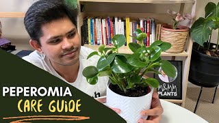 Peperomia Plant Complete Care Guide  Easiest Tips To Follow [upl. by Bej]