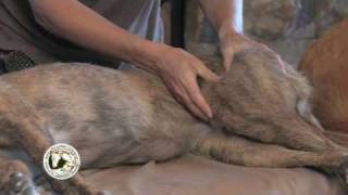 Dog Massage Demonstration [upl. by Winfred]