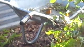 Robin following me around the allotment [upl. by Dnarb]