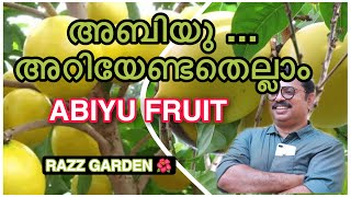 ABIU FRUIT GROWING TIPS അബിയു അറിയേണ്ടതെല്ലാം [upl. by Jasen723]