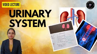 Urinary System Anatomy amp Physiology [upl. by Beatriz458]