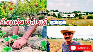 Agriculture kathiyawadi porbandar Israel subscribe gamdu junagadh uk sorath manavadar [upl. by Estell]