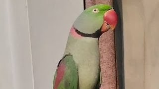 Beautiful alexandrine parakeet Parrot  ringneck parrot with Natural voices [upl. by Anwahsal748]