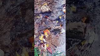 October Stream Flow 8 outdoors flowing hydrology water slowed slowmotion h2o [upl. by Cirone]