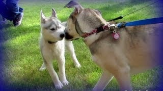 Husky Puppy Memphis and Sadie Playing in the Water [upl. by Schofield]