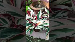 How to prepare soil for triostar plant nature music beautifulhouseplant indoorplants [upl. by Karole]