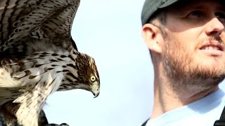 Passage Coopers Hawk Hunting Falconry with Oliver Connor [upl. by Solnit]