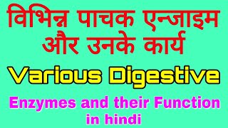 पाचक एन्जाइम और उनके कार्य  Various digestive enzymes and their function  Enzymes in hindi [upl. by Flita]