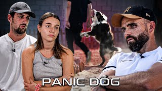 quotJe ne le pensais pas capable de mordre quot  Berger Australien AGRESSIF  Panic Dog Ep16 [upl. by Pogue]