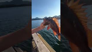 Rockfish in Ketchikan Alaska ￼ [upl. by Nodarse]