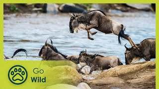 Masai Mara  The Big Hunt  Go Wild [upl. by Huang]