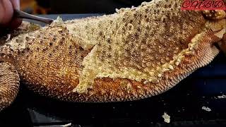 Bearded Dragon Shed Removal  Whole Body Compilation stayrad reptiles ChuckNorrizBeardedDragons [upl. by Perloff891]