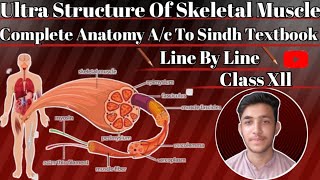 Ultra Structure Of Skeletal MuscleBasic Components Of MuscleLecture 01Urdu ampHindi [upl. by Bibah]