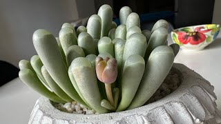 Фенестрария Fenestraria Сравниваю уход за прошлый год с уходом в этом году Успех 🌼 161024 [upl. by Ittam749]