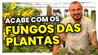 Como acabar com os FUNGOS nas PLANTAS  Dicas simples e eficazes [upl. by Leonidas285]