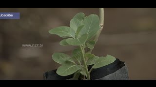 Know the Benefits of quotAshwagandhaquot Plant  your Home  Poovali  News7 Tamil [upl. by Irelav]