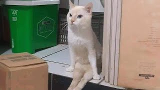 The most polite Cat in the world 😱 Funny and Cute Cat Ever [upl. by Cupo]