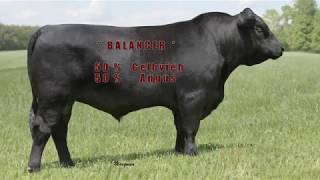 Journey E1702  A Registered Balancer GelbviehAngus Hybrid Bull [upl. by Erdna733]