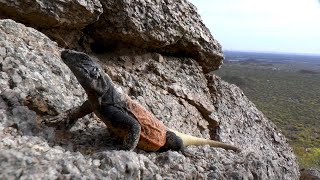 The Chuckwalla lizards of Arizona Epic footage inside the rocks [upl. by Alinoel]