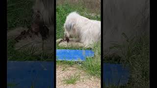 Pet cute puppy eating in greengrass short 2 [upl. by Daria]