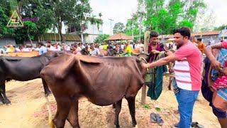 প্রচুর চাহিদা সম্পন্ন খামার উপযোগী বড় সাইজের হাড্ডি স্যার গাভী গরুর দাম জানুনটাঙ্গাইলের নলিন হাট [upl. by Ilhsa]