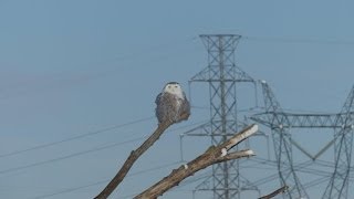 harfang des neiges Snowy Owl [upl. by Hazaki761]